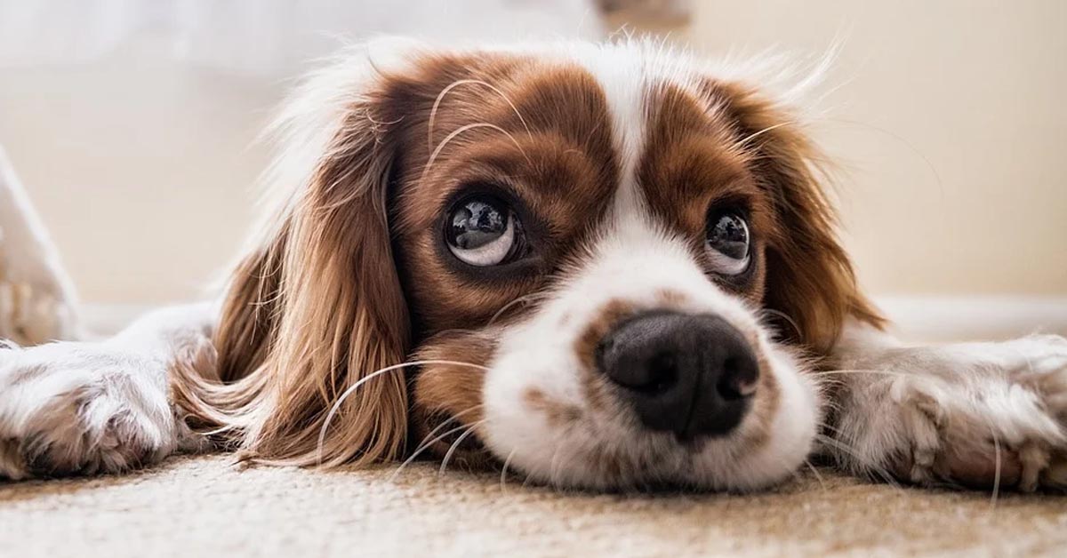 Ecco perché il nostro cane può radicalmente cambiare umore in specifiche giornate