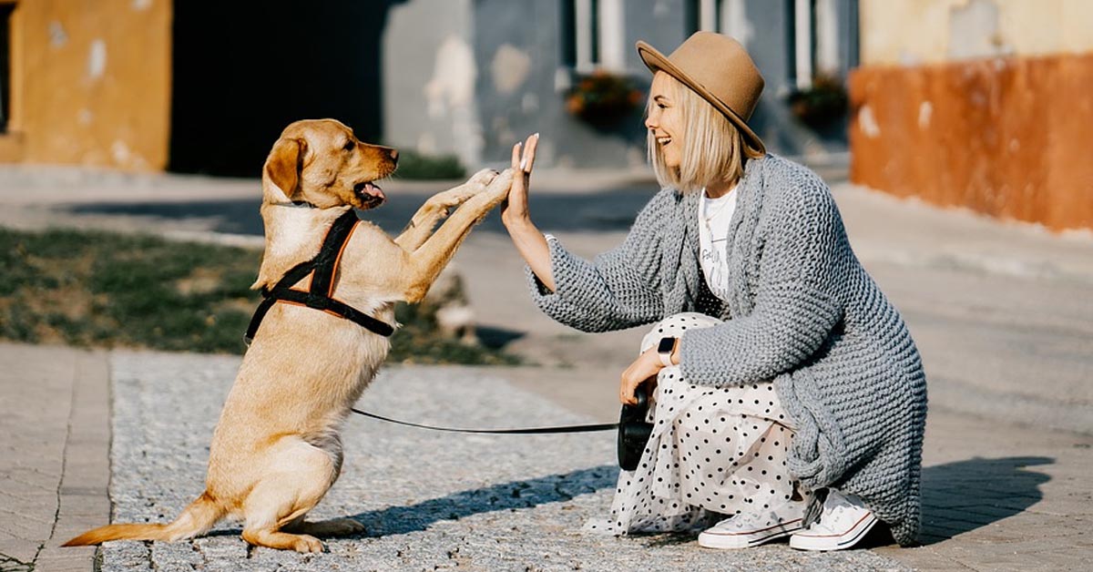 Ecco perché se hai uno di questi cani sei davvero un padrone fortunato