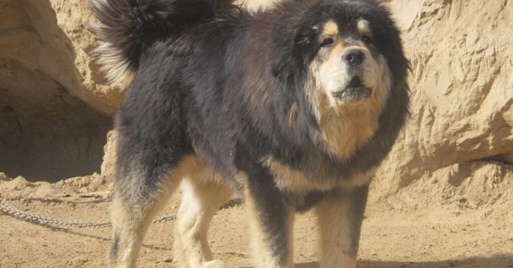 Mastino Tibetano che osserva