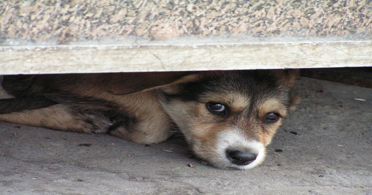 Ecco suoni e rumori che i cani non sopportano alcuni non sono per niente scontati