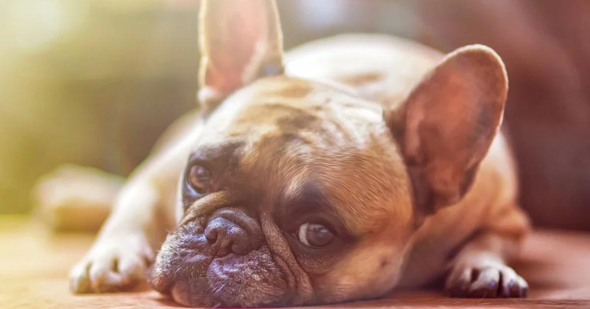 Ecco svelato come il cane misura il passare del tempo, ed è sorprendente