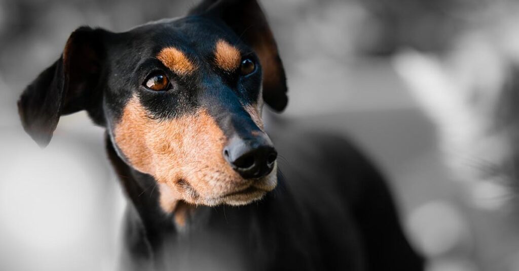 Cane che osserva