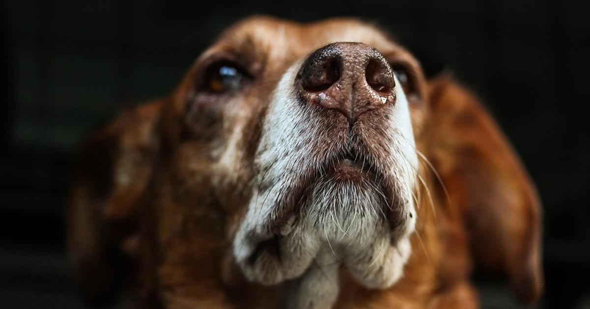 Ecco tutto quello che può significare se il tuo cane ha il naso in queste condizioni