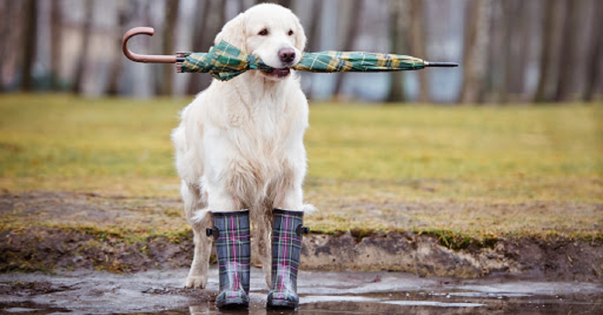 cane con gli stivali