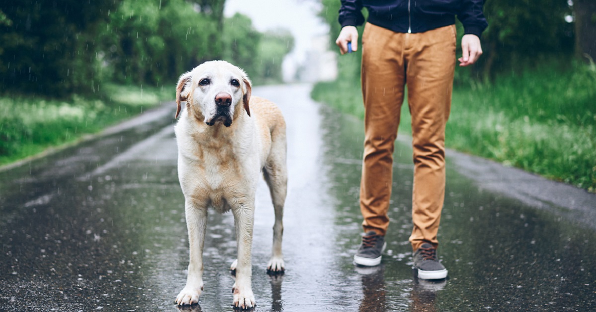 cane e padrone su asfalto bagnato
