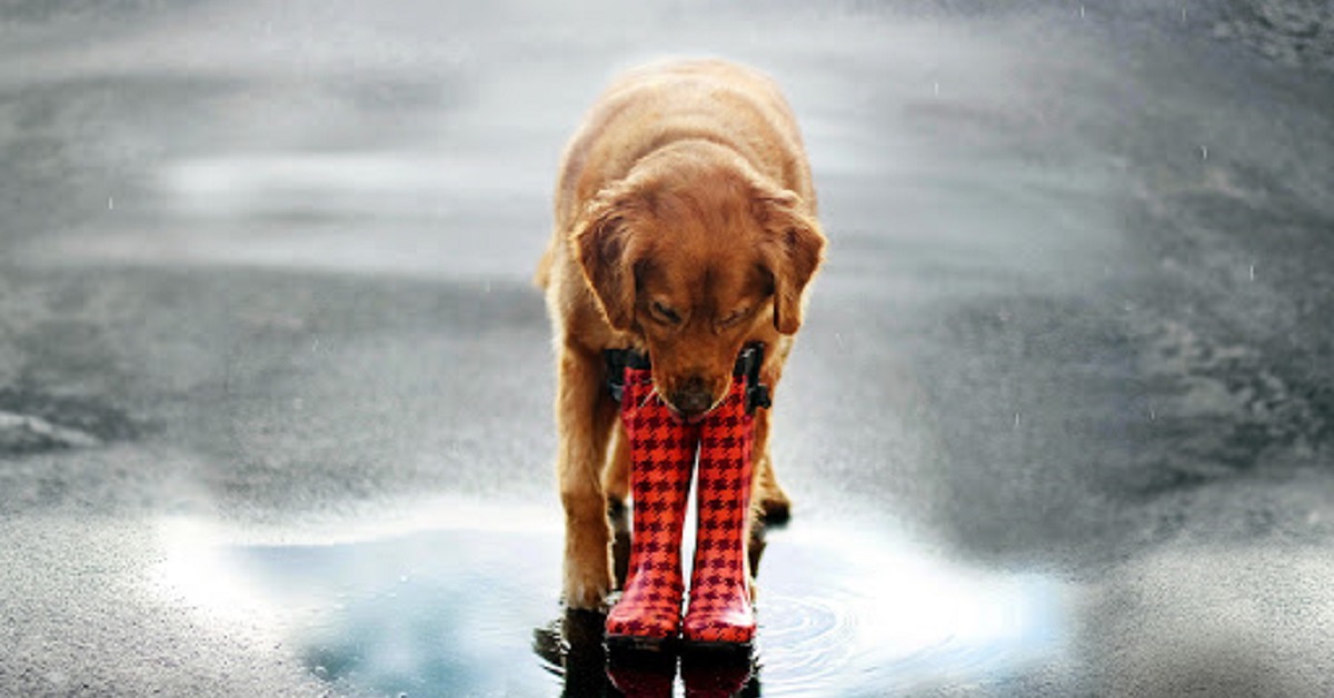 cane sotto la pioggia