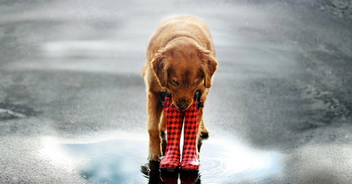 Far uscire un cane con la pioggia, è una buona idea?