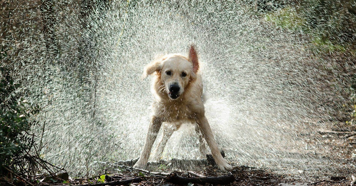 cane si scrolla di dosso l'acqua