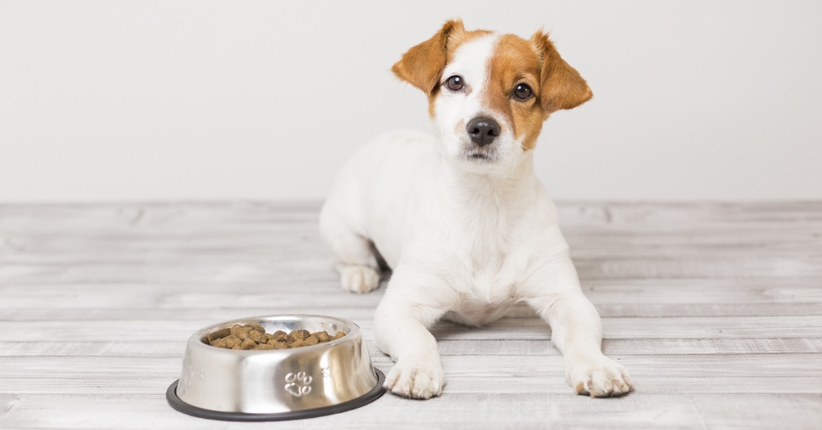 cane davanti a ciotola