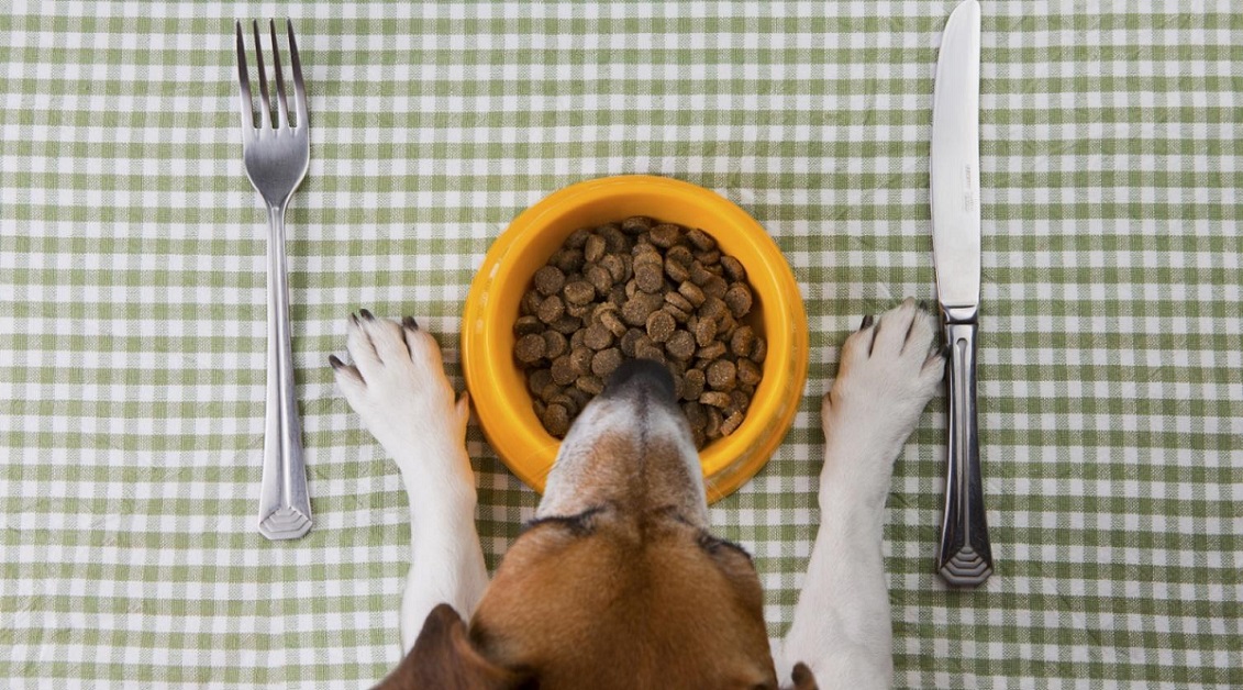 Far mangiare tutta la pappa al cane: trucchetti utili per raggiungere l’obiettivo