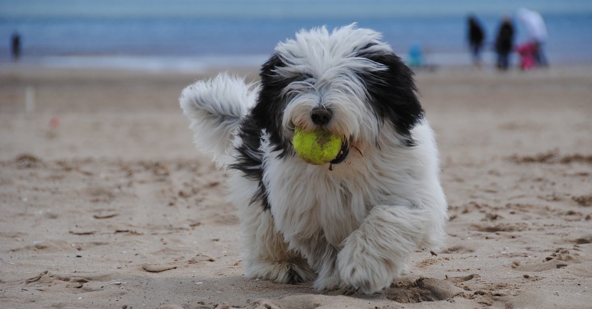 giochi che i cani adorano