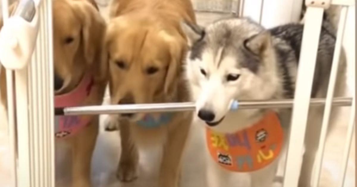 Golden Retriever VS Husky: chi riuscirà a trovare il modo di attraversare la porta con l’asta in bocca? (video)