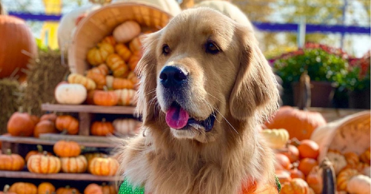 cucciolo di Golden Retriever che sente gli odori di un altro cane ed è geloso