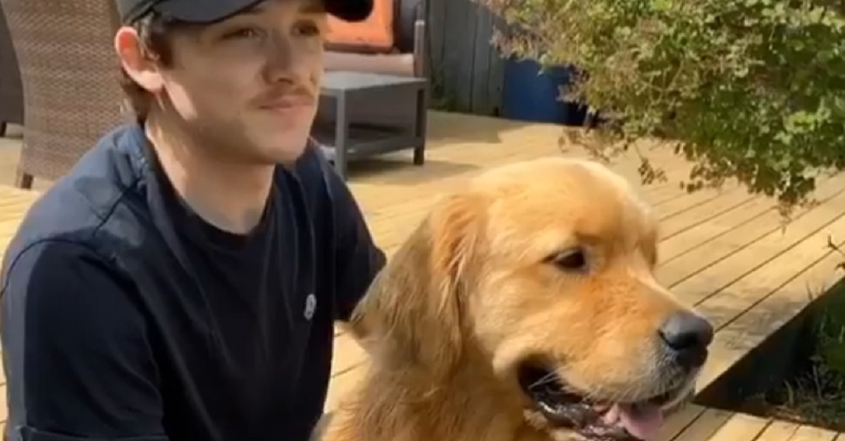 cucciolo di Golden Retriever che sente gli odori di un altro cane ed è geloso