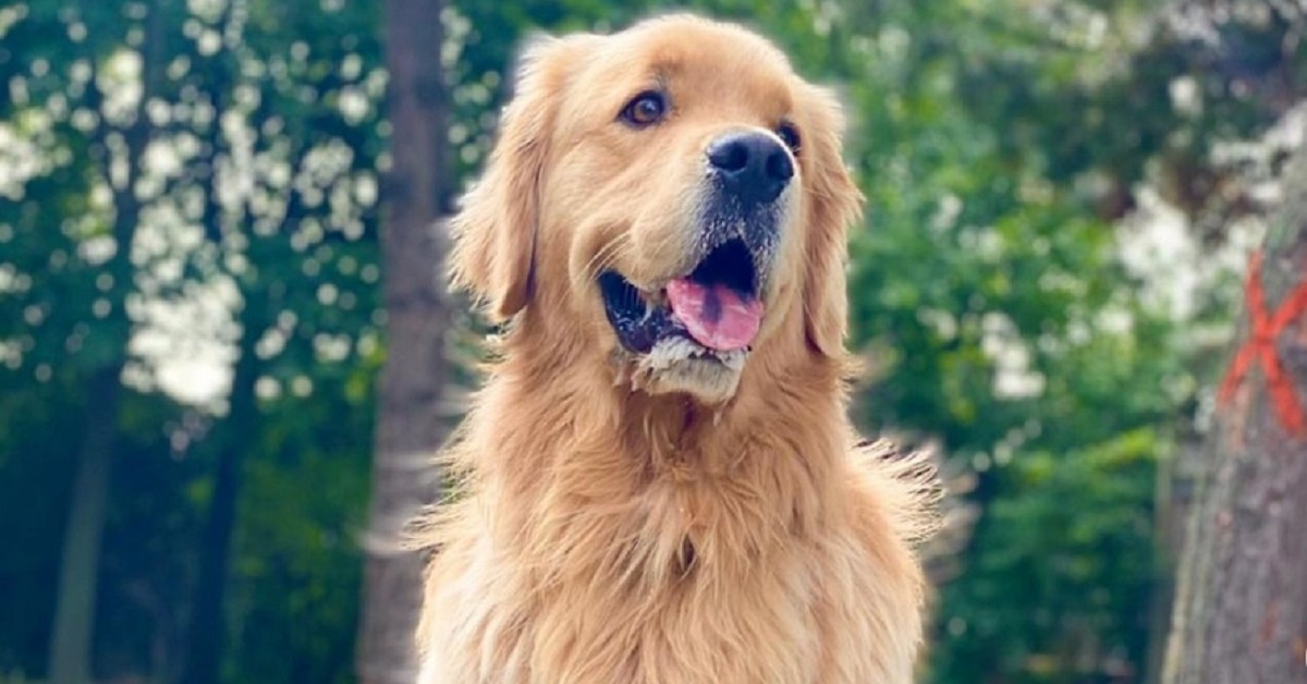 Il cucciolo di Golden Retriever che sente gli odori di un altro cane ed è geloso (VIDEO)