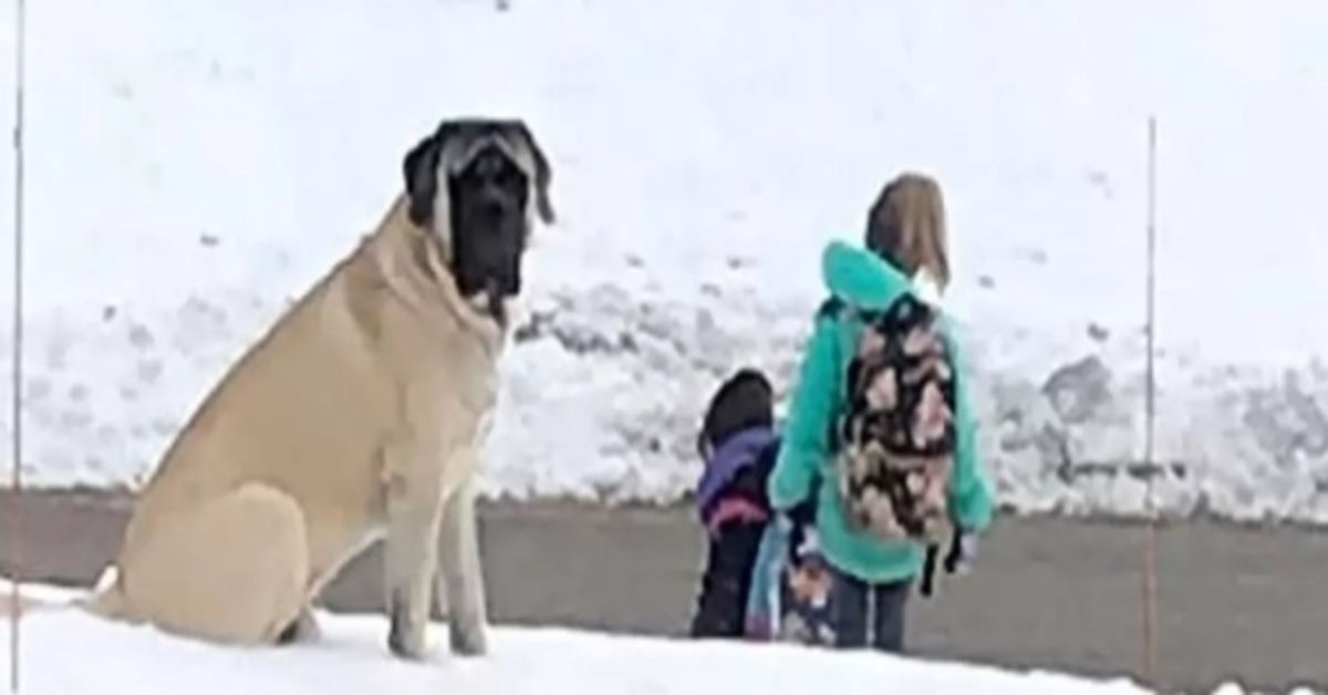 Bullmastiff video scuolabus