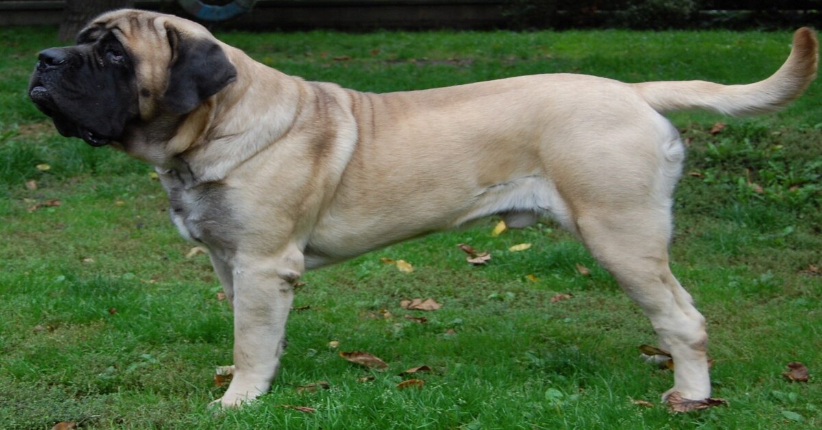 Gordon, il Bullmastiff che tutte le mattine accompagna i bambini allo scuolabus (VIDEO)