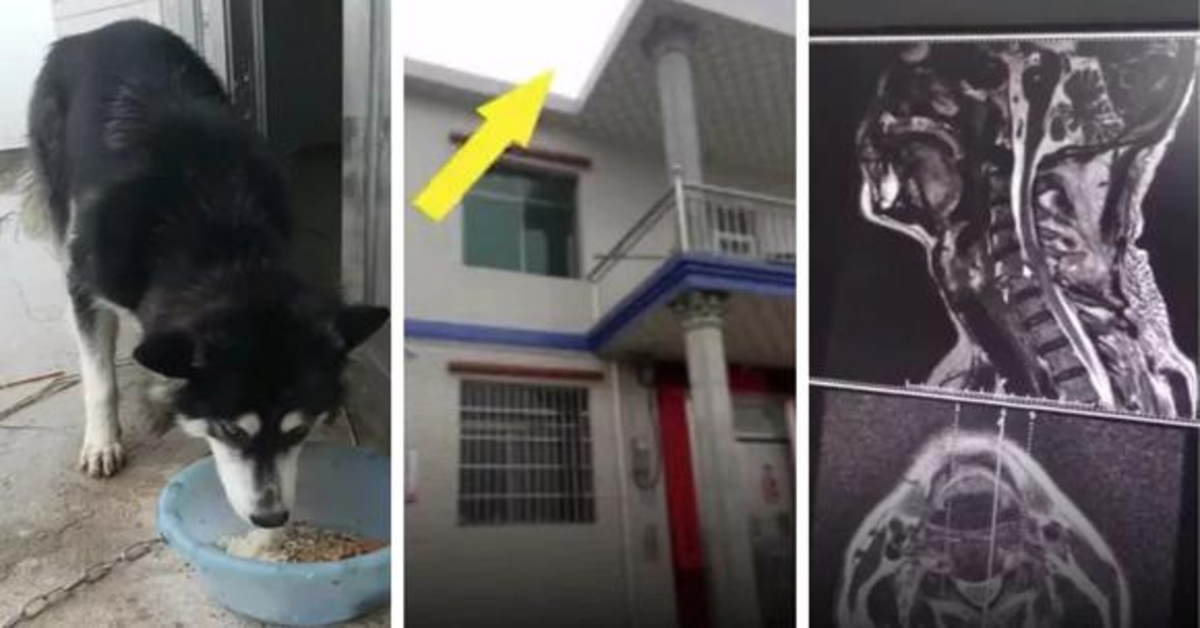 foto del balcone dal quale si è lanciato il cane fratturando il padrone