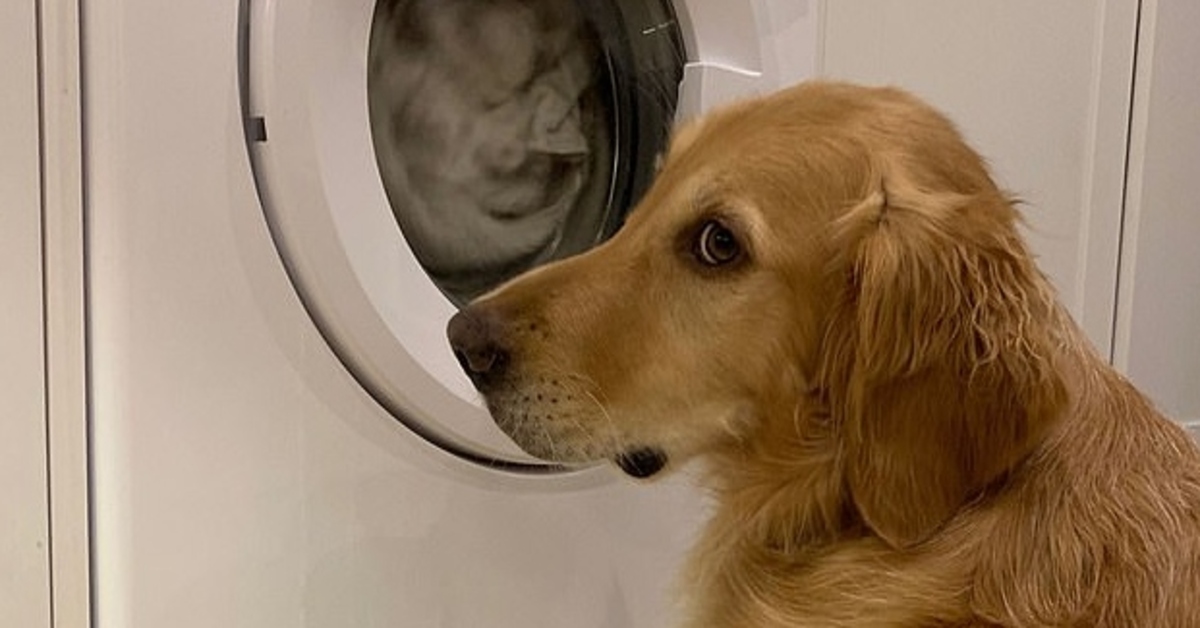 Hugo, il Golden Retriever disperato perché il suo peluche è nella lavatrice (VIDEO)
