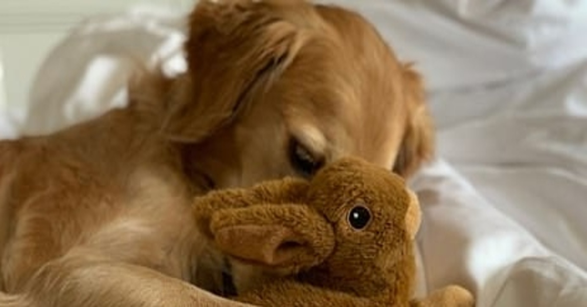 Hugo Golden Retriever peluche video