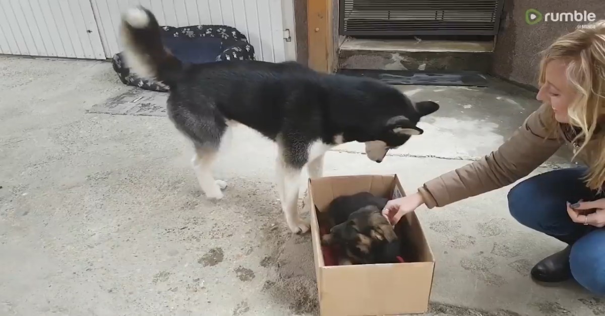 Un Husky è confuso per l’arrivo di un cucciolo di razza diversa (VIDEO)