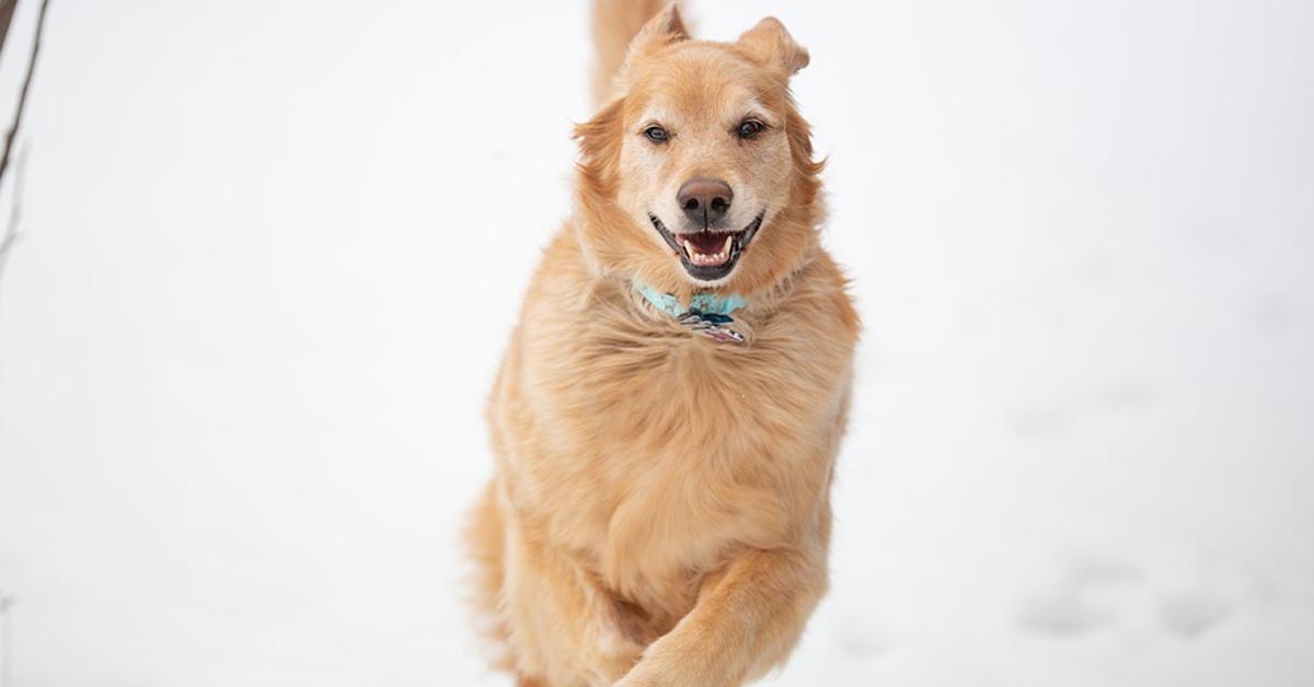 I Golden Retriever sono entusiasti di giocare con la neve (video)