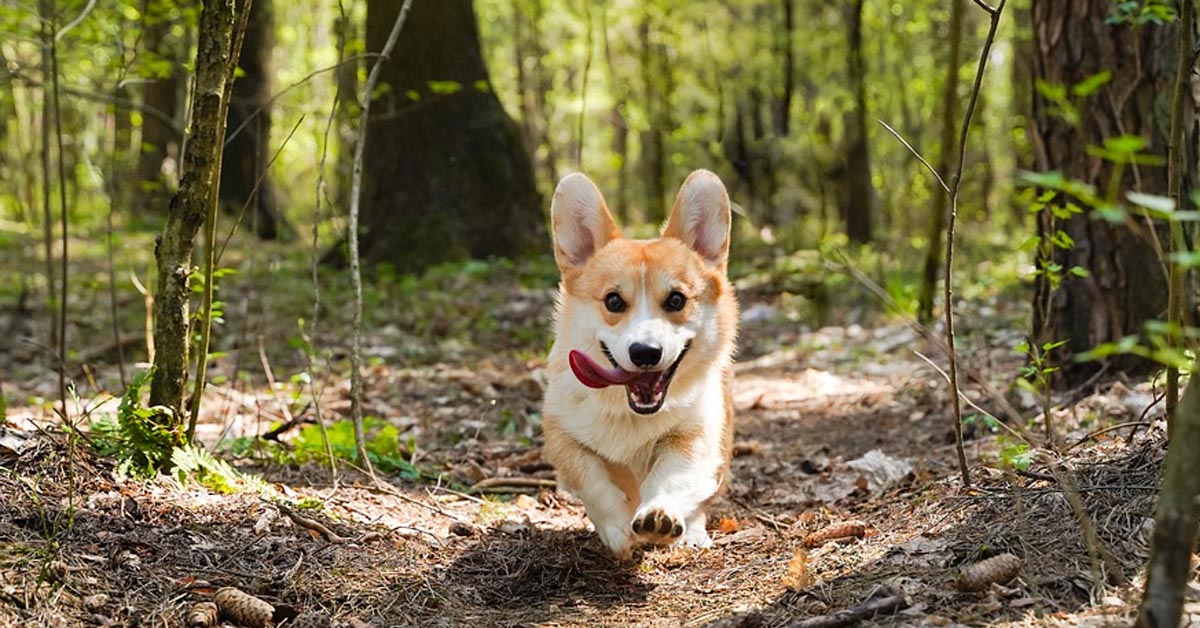 I Cuccioli Di Corgi Corrono Felici E Spensierati E Il Momento E Emozionante Video