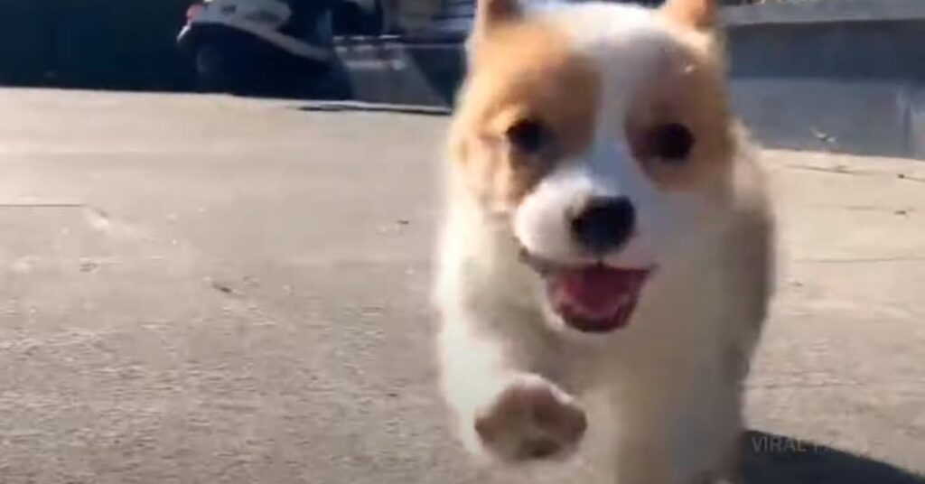 Cucciolo di Corgi che corre