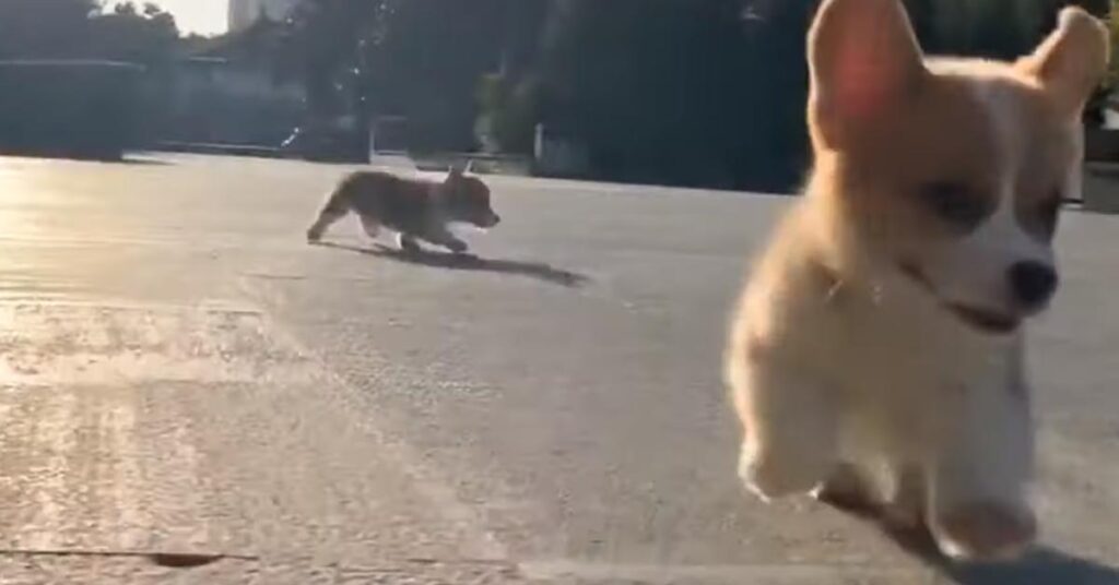 Cuccioli di Corgi che corrono