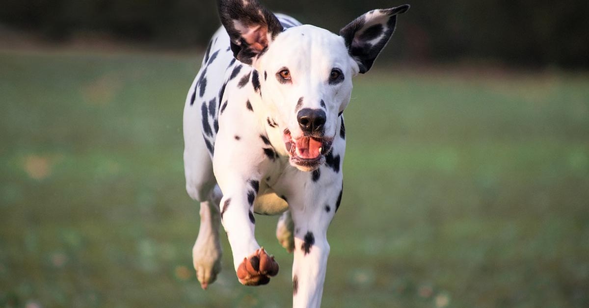 Cucciolo di Dalmata che corre