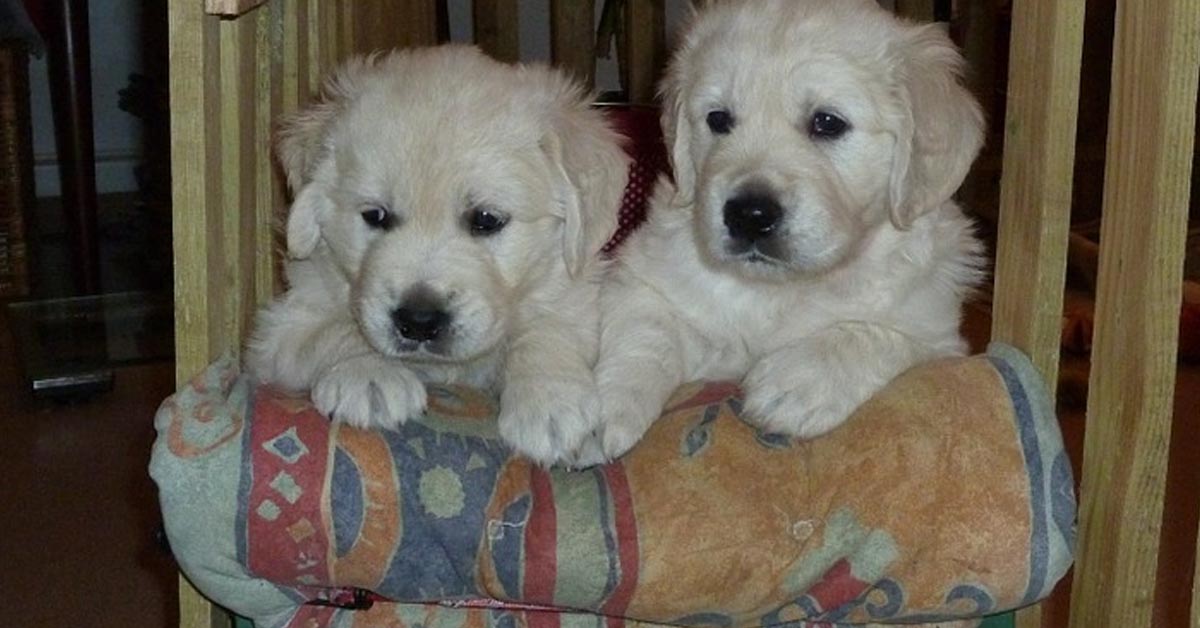 I cuccioli di Golden Retriever fanno un agguato dolcissimo ad un bambino (video)