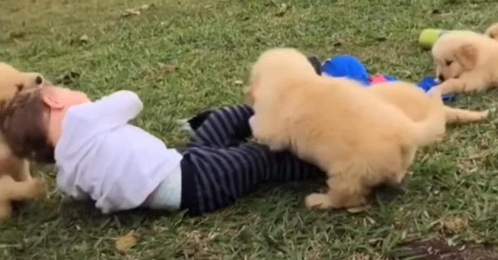 Cuccioli di Golden Retriever con un bambino