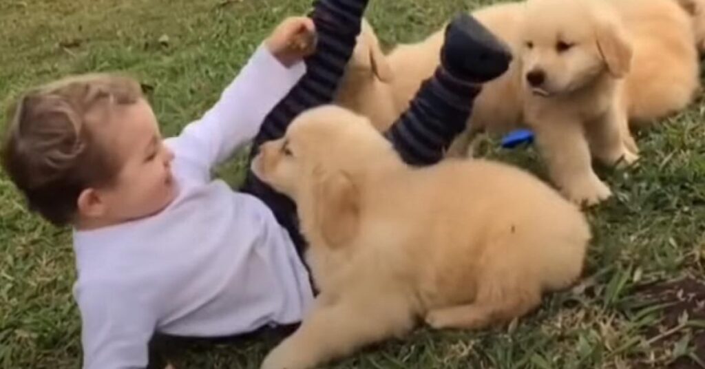 Cuccioli di Golden Retriever con un bambino