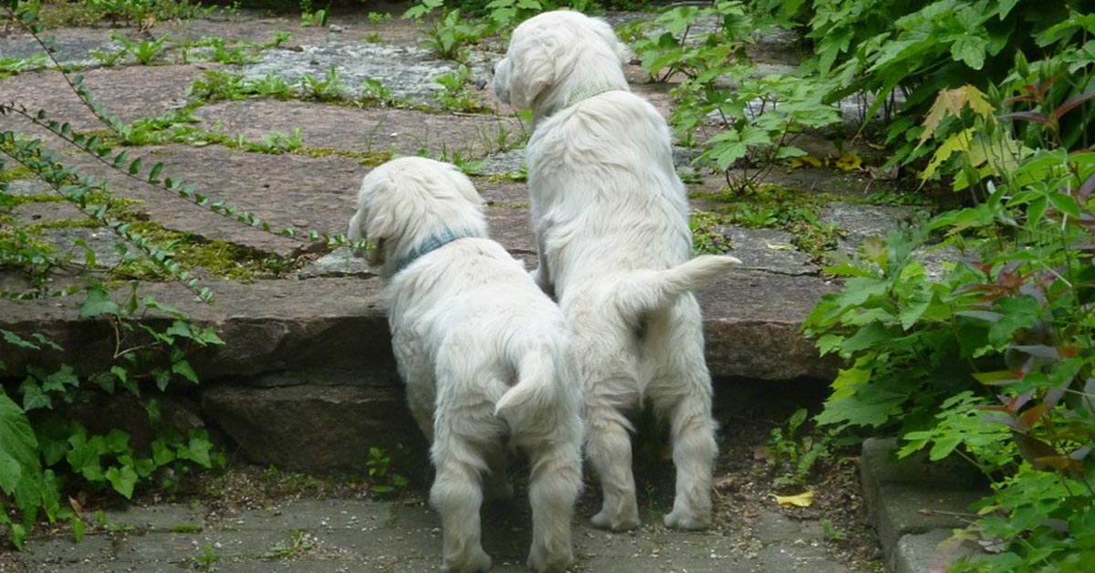 I cuccioli di Golden Retriever non hanno il coraggio di scendere uno scalino “altissimo” (video)