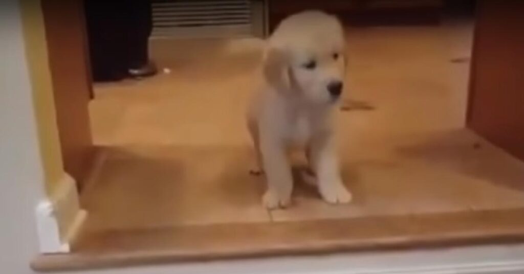 Cuccioli di Golden Retriever