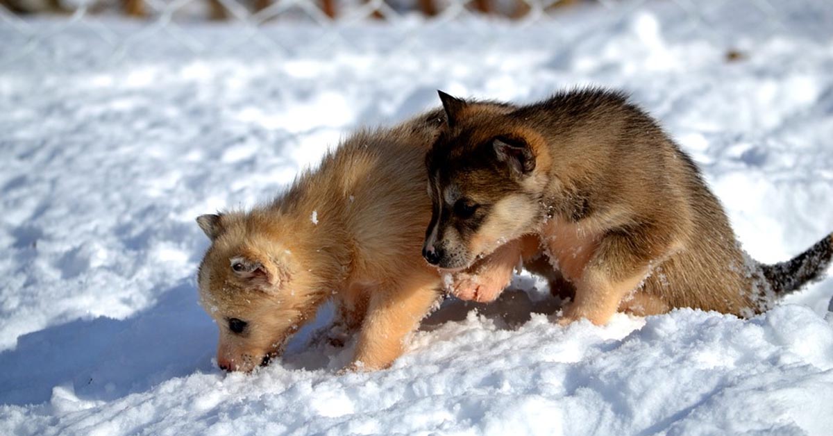 I cuccioli di Husky sono entusiasti di giocare insieme nella neve (video)