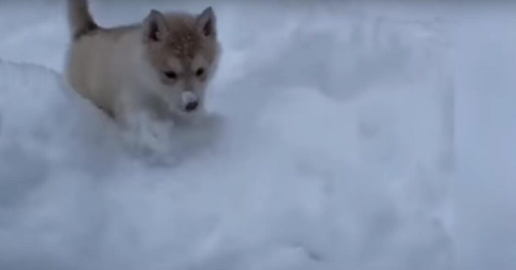 Cucciolo di Husky gioca nella neve