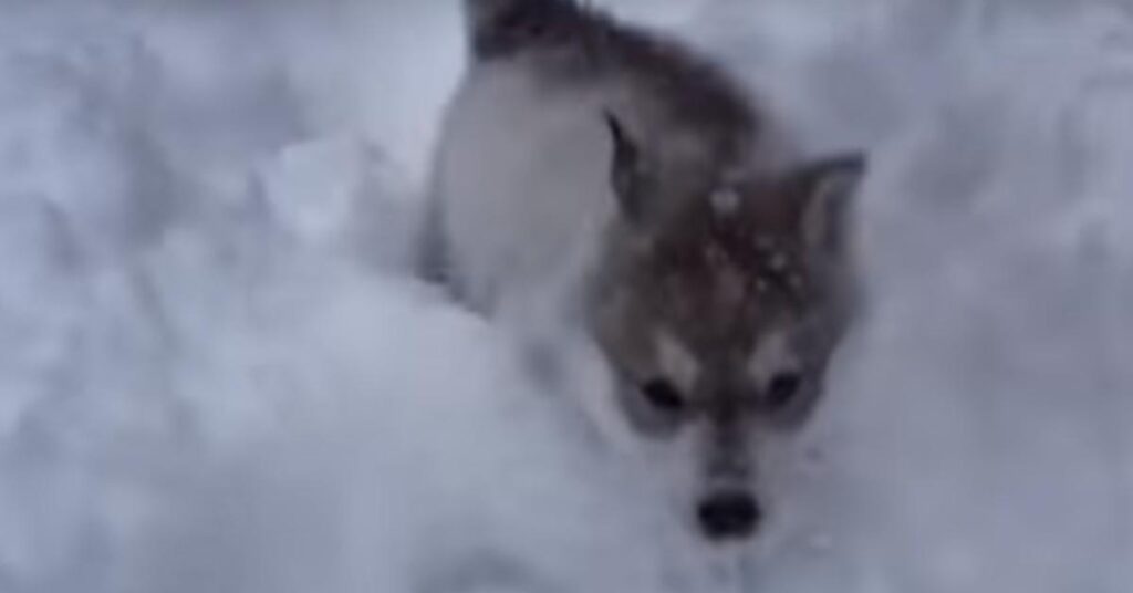 Cucciolo di Husky gioca nella neve