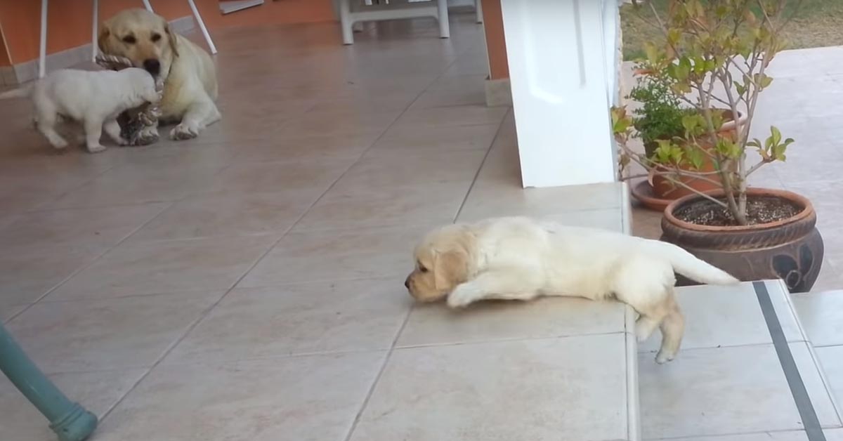 I cuccioli di Labrador affrontano per la prima volta la sfida delle scale (video)