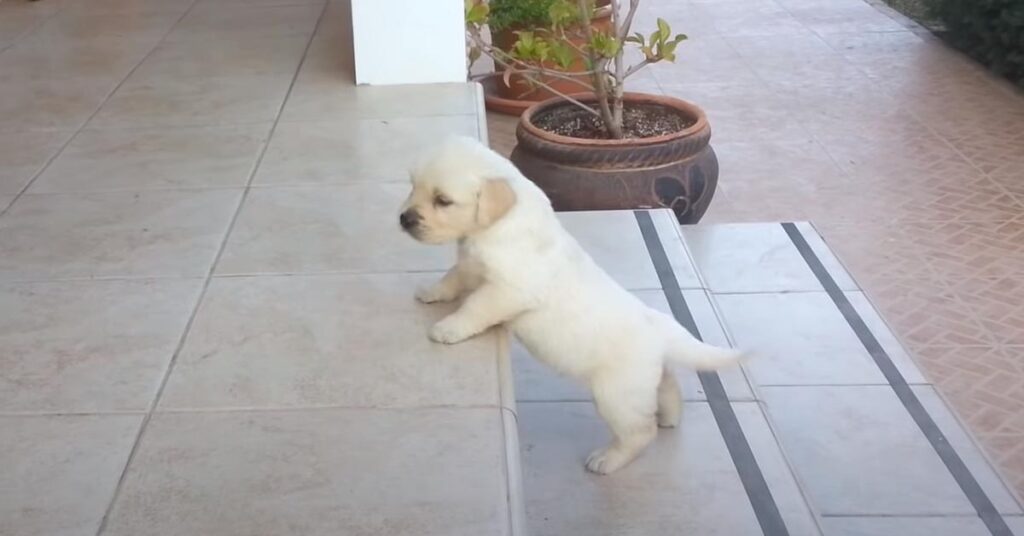 Cucciolo di Labrador che sale le scale