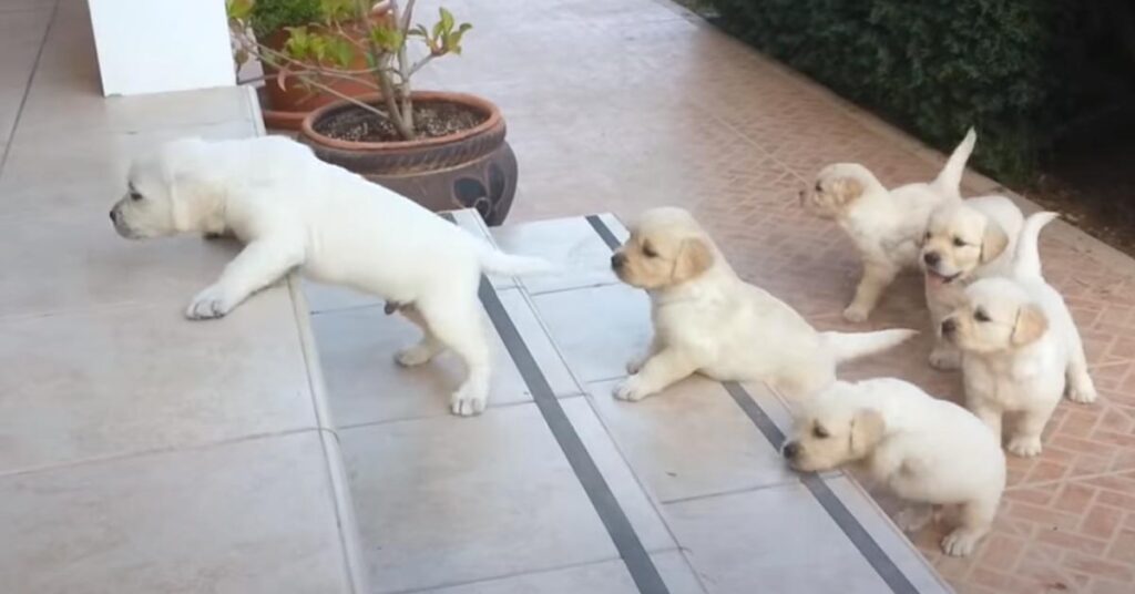 Cuccioli di Labrador che salgono le scale