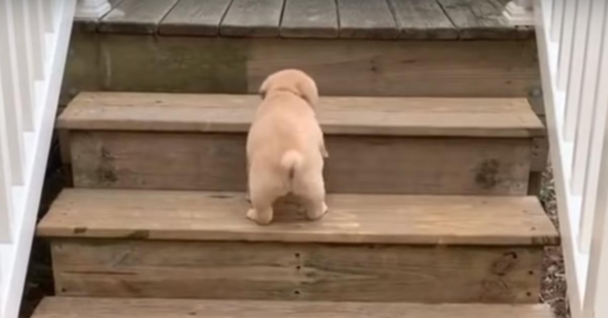 I cuccioli di Labrador imparano a salire la scale (video)