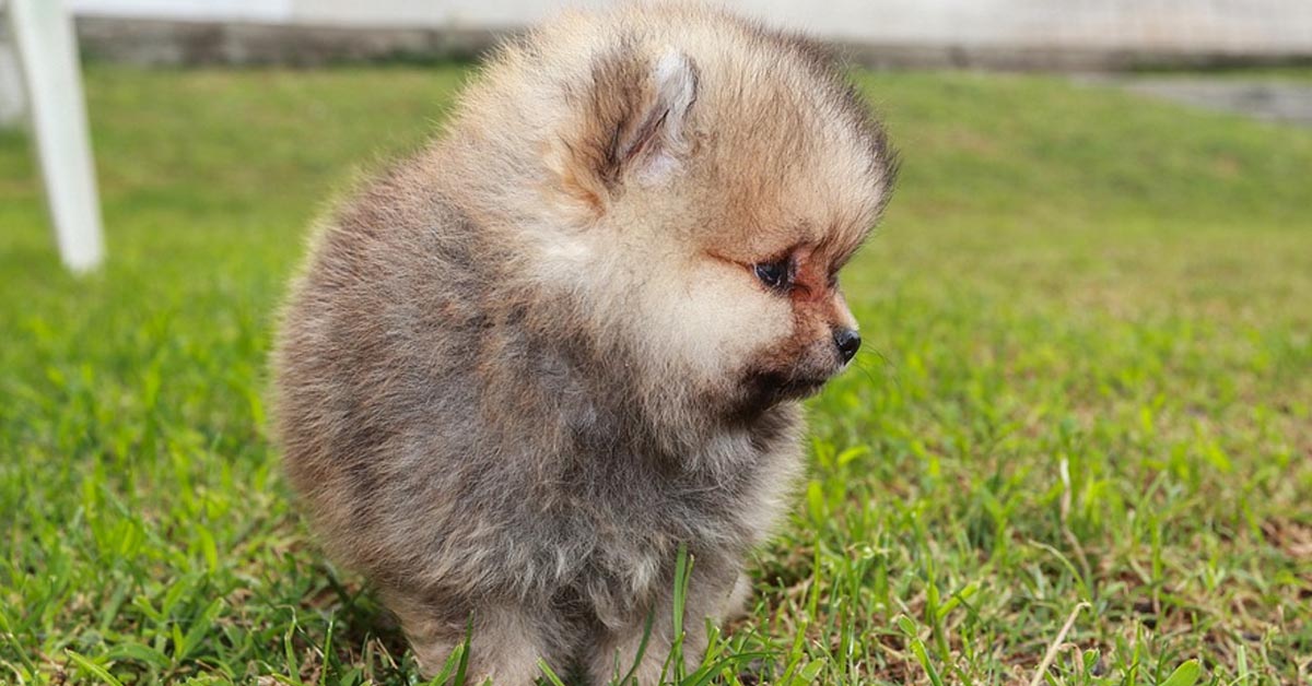 I cuccioli di Pomerania fanno un dolcissimo “assalto” ad un bambino (video)