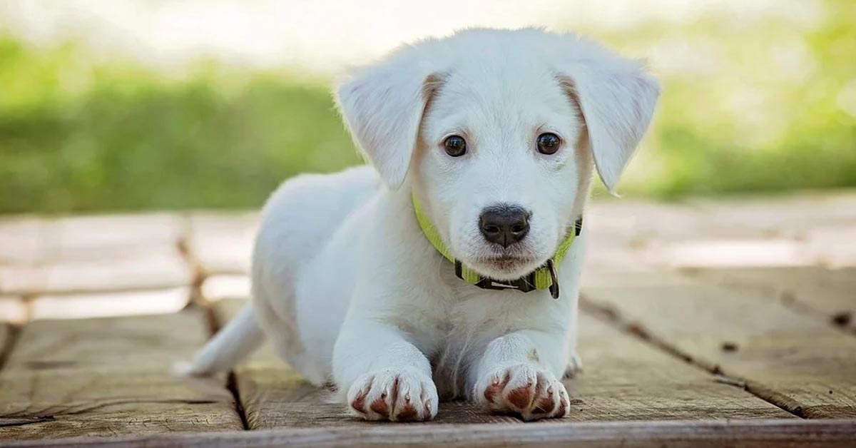 I cuccioli di cane non riescono a trovare il coraggio di scendere le scale (video)