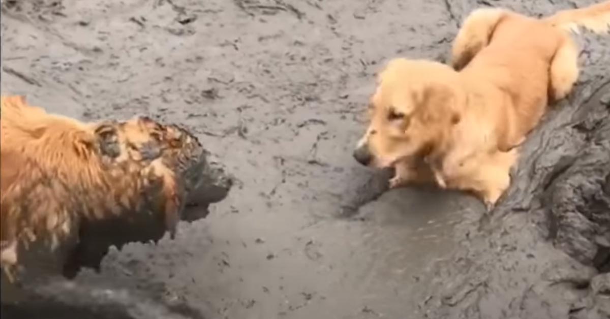 I due Golden Retriever adorano rotolarsi nelle pozzanghere (video)