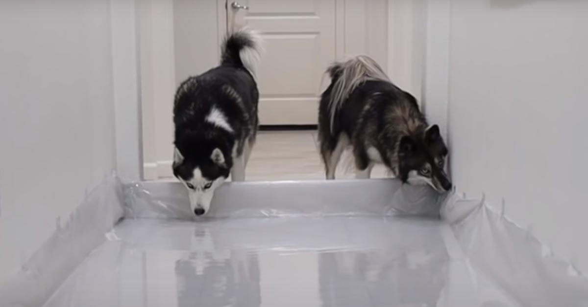 I due Husky affrontano un corridoio pieno di acqua e lo scherzo diventa virale (video)