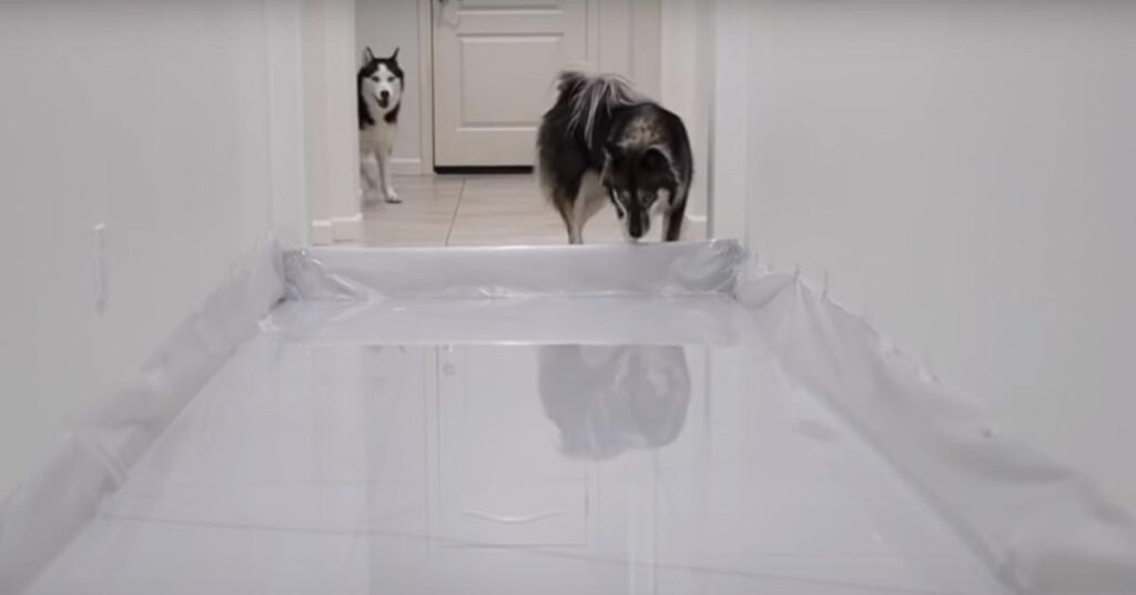 Husky in un corridoio pieno di acqua