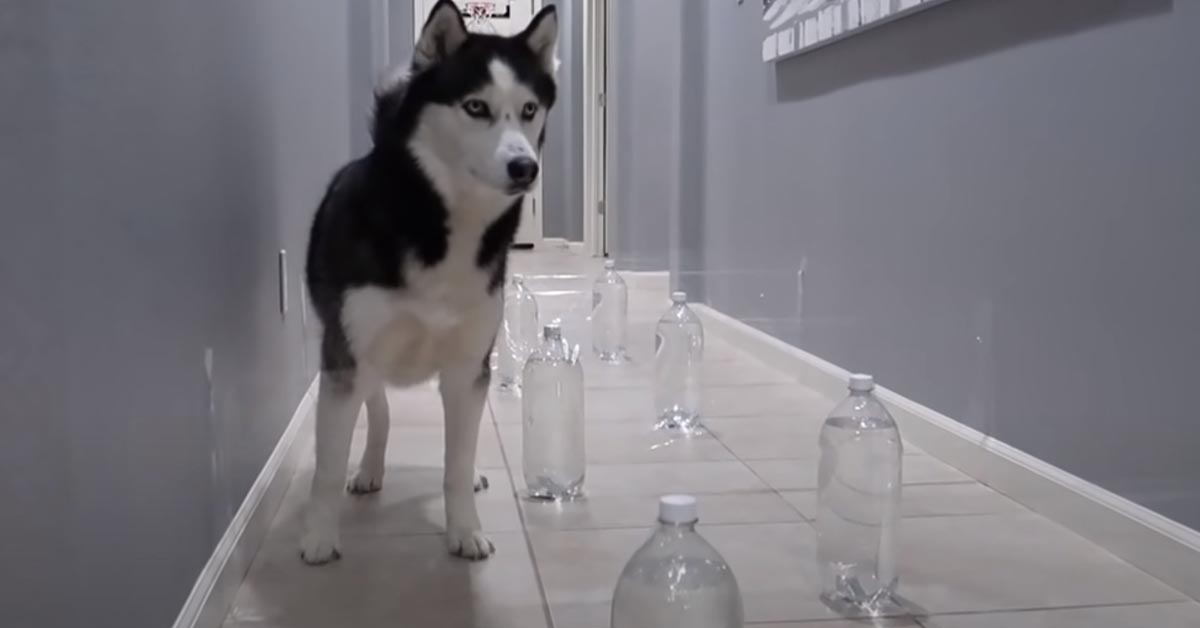 I due Husky affrontano un labirinto “invisibile” e la sfida è virale (video)