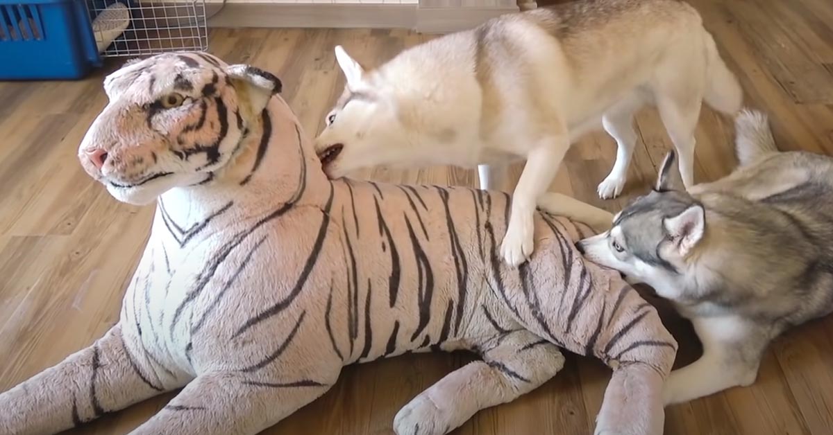 I due Husky “affrontano” un peluche a forma di tigre: chi sarà il più coraggioso? (video)