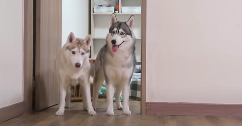 Due Husky che osservano